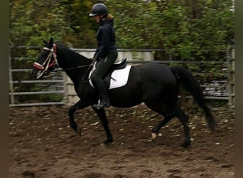 Otras razas Mestizo, Yegua, 5 años, 155 cm, Negro