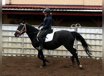 Otras razas Mestizo, Yegua, 5 años, 155 cm, Negro
