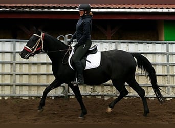 Otras razas Mestizo, Yegua, 5 años, 155 cm, Negro