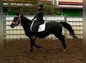 Otras razas Mestizo, Yegua, 5 años, 155 cm, Negro