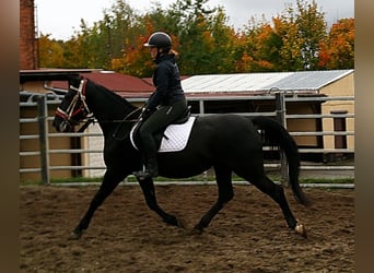 Otras razas Mestizo, Yegua, 5 años, 155 cm, Negro