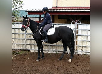 Otras razas Mestizo, Yegua, 5 años, 155 cm, Negro
