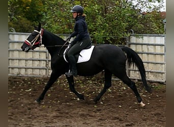 Otras razas Mestizo, Yegua, 5 años, 155 cm, Negro