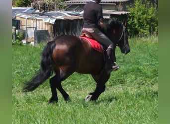 Otras razas, Yegua, 5 años, 158 cm, Castaño