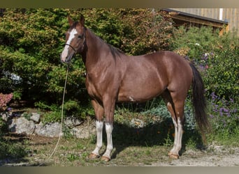 Otras razas, Yegua, 5 años, 161 cm, Sabino