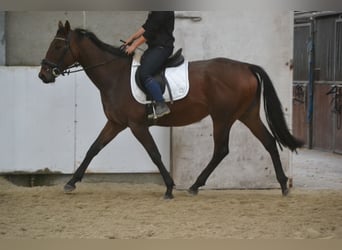 Otras razas, Yegua, 5 años, 162 cm, Castaño