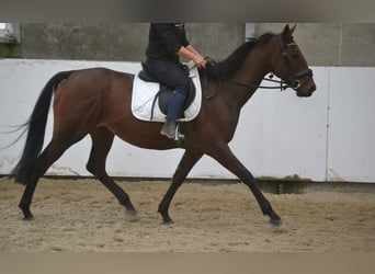 Otras razas, Yegua, 5 años, 162 cm, Castaño