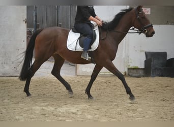 Otras razas, Yegua, 5 años, 162 cm, Castaño oscuro