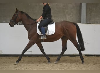 Otras razas, Yegua, 5 años, 162 cm, Castaño oscuro