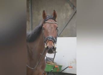 Otras razas, Yegua, 5 años, 162 cm, Castaño oscuro