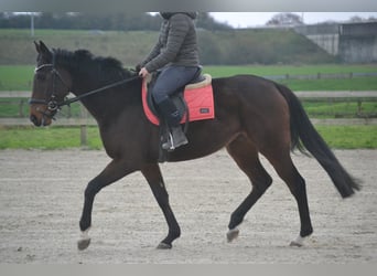 Otras razas, Yegua, 5 años, 163 cm, Castaño oscuro