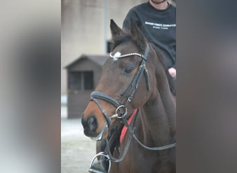 Otras razas, Yegua, 5 años, 163 cm, Castaño oscuro