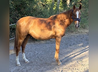 Otras razas, Yegua, 6 años, 147 cm, Alazán
