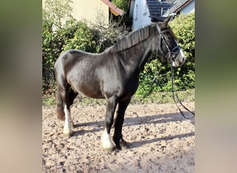 Otras razas, Yegua, 6 años, 150 cm, Negro