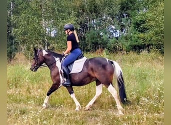 Otras razas, Yegua, 6 años, 150 cm, Pío