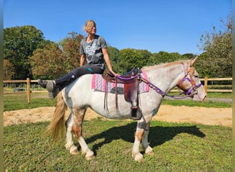 Otras razas, Yegua, 6 años, 152 cm, Atigrado/Moteado