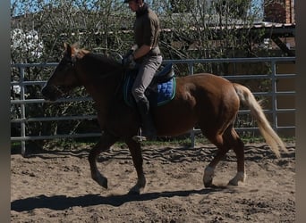 Otras razas, Yegua, 6 años, 153 cm, Alazán-tostado