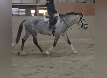 Otras razas, Yegua, 6 años, 154 cm, Tordo