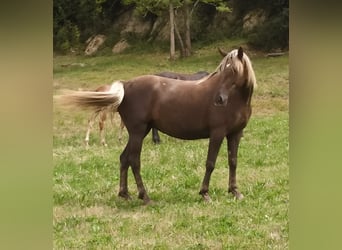Otras razas, Yegua, 6 años, 157 cm, Palomino