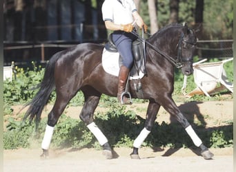 Otras razas, Yegua, 6 años, 158 cm, Negro