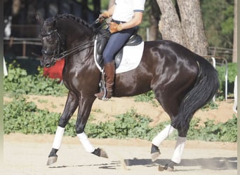 Otras razas, Yegua, 6 años, 158 cm, Negro