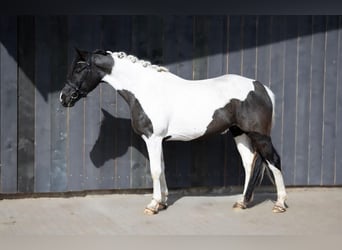 Otras razas, Yegua, 6 años, 158 cm, Pío