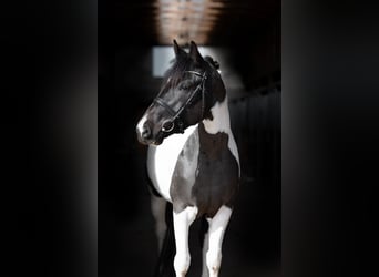 Otras razas, Yegua, 6 años, 158 cm, Pío