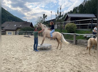 Otras razas, Yegua, 6 años, 160 cm, Perla