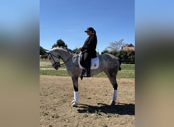 Otras razas, Yegua, 6 años, 160 cm, Tordo