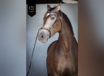 Otras razas, Yegua, 6 años, 166 cm, Bayo