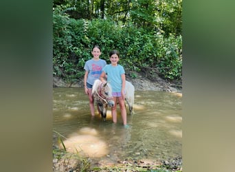 Otras razas, Yegua, 6 años, 91 cm, Ruano alazán