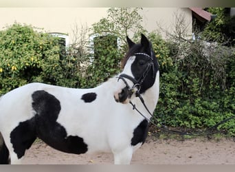 Otras razas, Yegua, 7 años, 143 cm, Pío