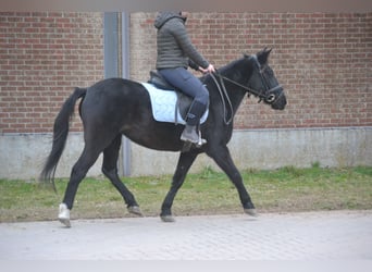 Otras razas, Yegua, 7 años, 145 cm, Negro