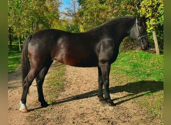 Otras razas, Yegua, 7 años, 145 cm, Negro