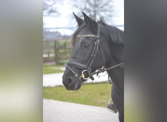 Otras razas, Yegua, 7 años, 145 cm, Negro