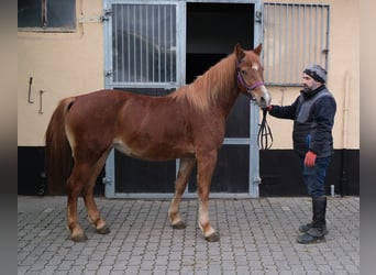 Otras razas, Yegua, 7 años, 147 cm, Alazán
