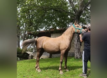 Otras razas, Yegua, 7 años, 155 cm, Palomino