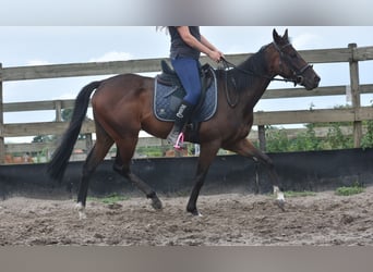Otras razas, Yegua, 7 años, 157 cm, Castaño oscuro