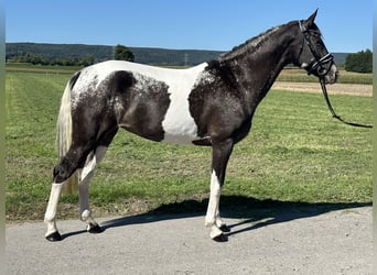 Otras razas Mestizo, Yegua, 7 años, 160 cm, Pío