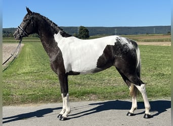 Otras razas Mestizo, Yegua, 7 años, 160 cm, Pío