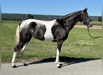 Otras razas Mestizo, Yegua, 7 años, 160 cm, Pío