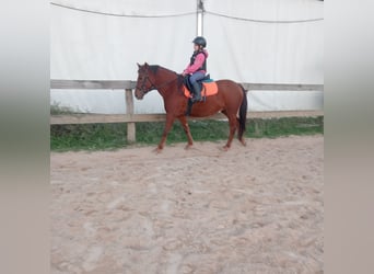 Otras razas Mestizo, Yegua, 8 años, 137 cm, Bayo