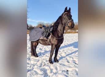 Otras razas Mestizo, Yegua, 8 años, 140 cm, Negro