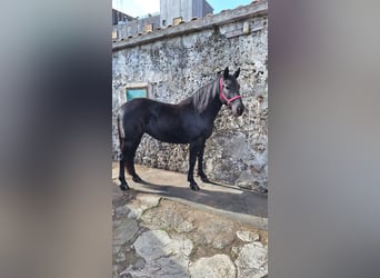 Otras razas, Yegua, 8 años, 155 cm