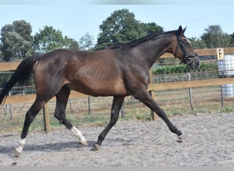 Otras razas, Yegua, 8 años, 162 cm, Castaño oscuro