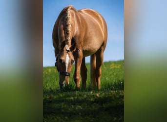 Otras razas, Yegua, 8 años, 168 cm, Palomino