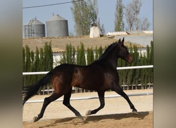 Otras razas Mestizo, Yegua, 8 años, Castaño rojizo