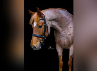 Otras razas Mestizo, Yegua, 9 años, 140 cm, Ruano alazán