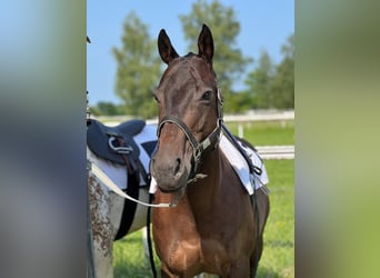 Otras razas, Yegua, 9 años, 144 cm, Castaño oscuro