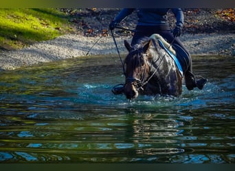 Otras razas, Yegua, 9 años, 152 cm, Ruano azulado